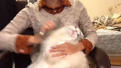 萌宠 - 好看的布偶猫