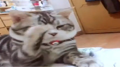 萌宠 - 猫咪是大众都很喜欢动物哦