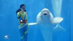 音乐短片 - Завораживающий танец дельфинов! Такого Вы еще не видели