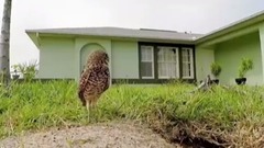 音乐短片 - Танцующие совы