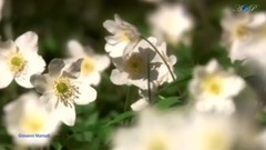 音乐短片 - 安然 Peacefully