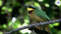 音乐短片 - 夜莺小夜曲Toselli Serenade