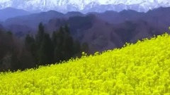 风景,Bandari,音乐短片,轻音乐 - 聆听