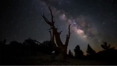 音乐短片 - Nature Boy