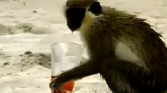 音乐短片 - 猴子 喝酒