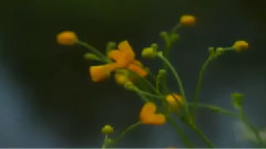 音乐短片 - Мой Бог пребудь со мной всегда