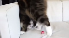 音乐短片 - ОЧень хитрый кот