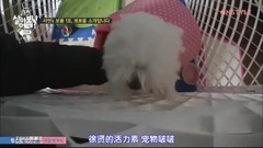 少女时代,徐玄(少女时代) - 徐玄介绍爱犬BoBo