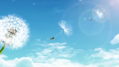 音乐短片 - ради тебя