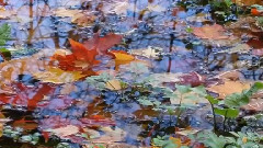 音乐短片 - Music For The Soul