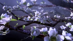 音乐短片 - Ring Of Spring