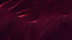 音乐短片 - 情人节