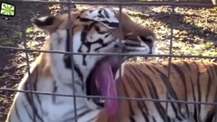 音乐短片 - Real animals