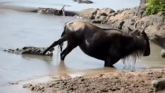 音乐短片 - Wildebeest narrowly escape from crocodile mouth