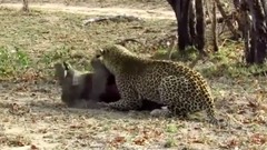 音乐短片 - Hyenas Eat A Wild Boar And Leopards Peace