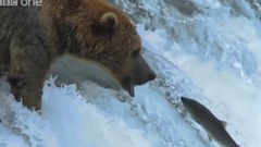 音乐短片 - The Great Salmon Run