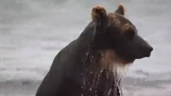 音乐短片 - МЕДВЕДЬ И ЛОСОСЬ