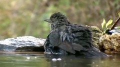 音乐短片 - 生命的乐章