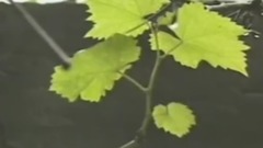 黄梅戏 - 对花