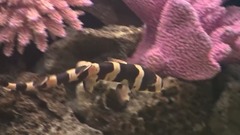 音乐短片 - 异国海洋水族馆1-2