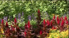 音乐短片 - Wild flower