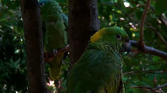 音乐短片 - 丛林中的美丽