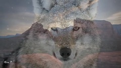 Leo Rojas - Der Mit Dem Wolf Tanzt