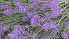 Ladies In Lavender