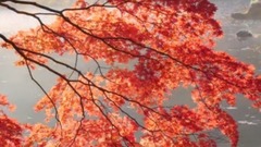 音乐短片 - 在最美时分别