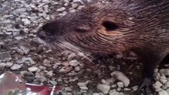 音乐短片 - Нутрия на рыбалке