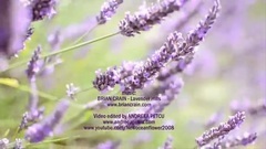 Lavender Hills