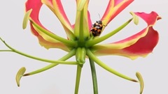 音乐短片 - 春天的约定