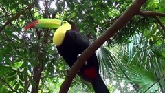 音乐短片 - 丛林的生命