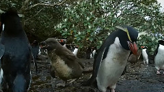 音乐短片 - 孤岛漂泊