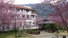 音乐短片 - 武陵农场的樱花