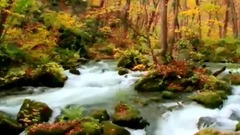 风景 - Gentle Stream