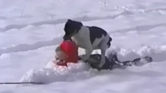 音乐短片 - Собаки радуются первому снегу