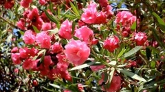 音乐短片 - 不白活一回之二