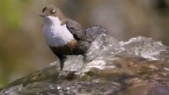 音乐短片 - 山溪