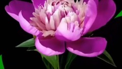 音乐短片 - 春暖花开