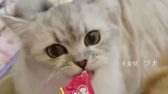 日本娱乐 - 这魔性的CM,让多少喵星人欲罢不能~