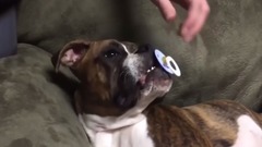 音乐短片 - Собаки тоже любят соску