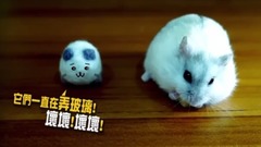 音乐短片,萌宠 - 仓鼠人音乐闹剧之釜山行