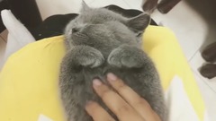 萌宠 - 一只睡着被主人偷袭的英短小猫咪