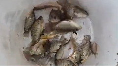 音乐短片 - Người đàn ông Việt Nam với con trai ông câu cá trên sông đằng sau mạng