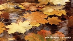 New - Autumn