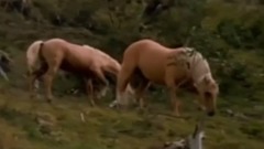 音乐短片 - Как Ведут Себя Дикие Лошади в Природе