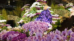 音乐短片 - 2017国际兰花节