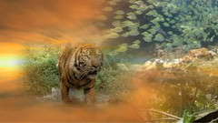 音乐短片 - 深蓝II:丰富的珊瑚礁(Deep Blue II Equator Reefs of Riches)