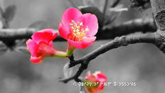 New - 一剪梅 A Spray of Plum Blossoms